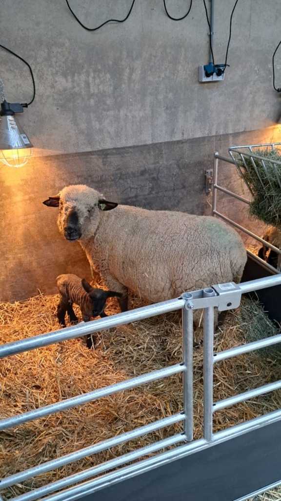 schapenhok2-rutgers-mechanisatie-bedum kraamhok schaap lammertijd rutgers bedum